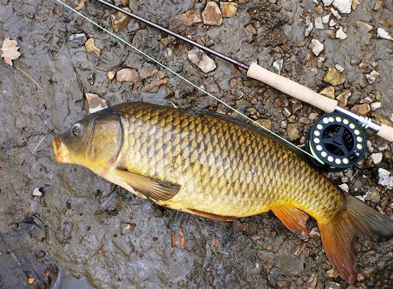 Effectively fishing the Carps with Spring Hooks Tackles
